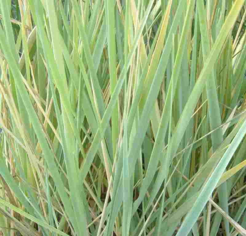 LEYMUS ARENARIUS - Blue Lyme Grass
