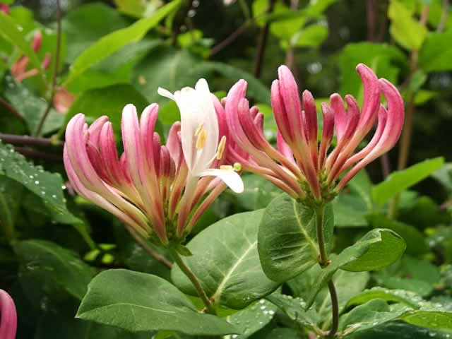 LONICERA IN VARIETY - Honeysuckle