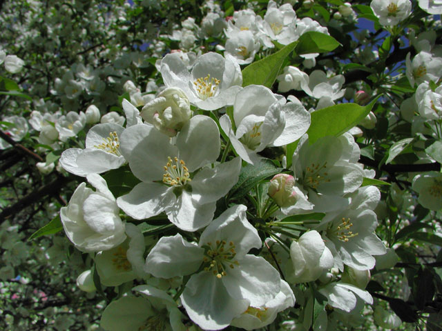 MALUS 'SNOW DRIFT' - Snow Drift Crabapple