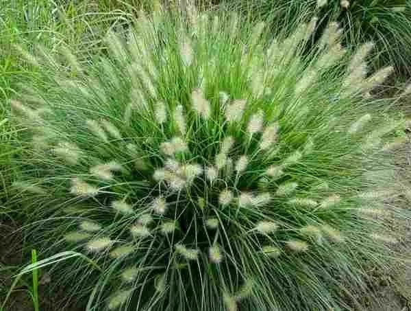 PENNISETUM ALOPECUROIDES 'HAMELN' - Dwarf Fountain Grass