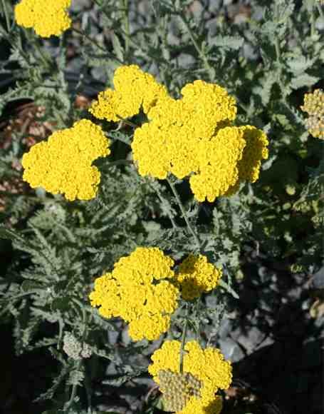 ACHILLEA 'MOONSHINE' Moonshine Yarrow