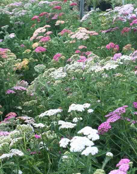  ACHILLEA 'PAPRIKA' Yarrow