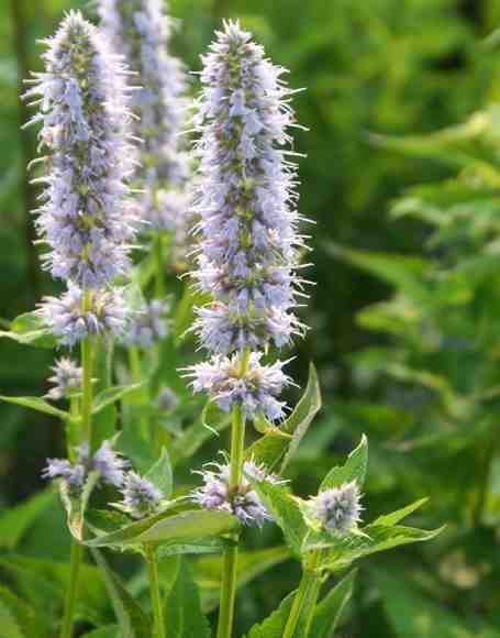 AGASTACHE 'BLUE FORTUNE' Blue Fortune Hyssop