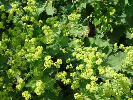 ALCHEMILLA 'MOLLIS' Lady's Mantle