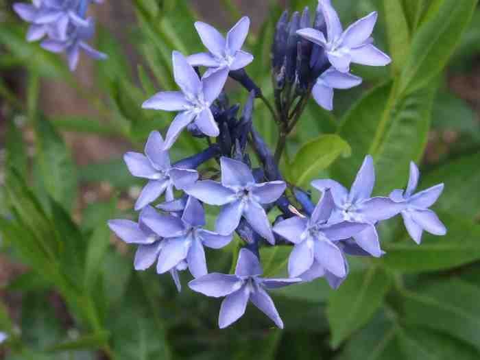 AMSOMIA 'BLUE ICE' Blue Star Flower