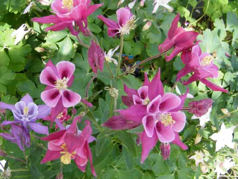 AQUILEGIA IN VARIETY Columbine