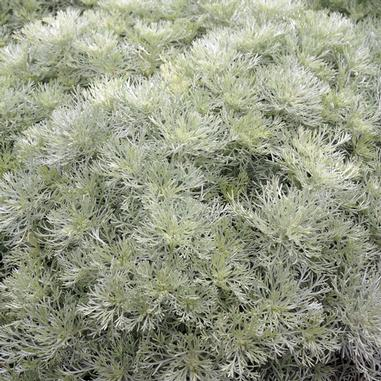  ARTEMISIA 'SILVER MOUND' Silver Mound Wormwood