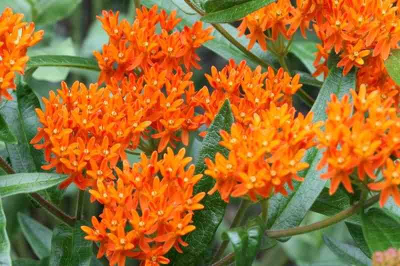  ASCLEPIAS 'TUBEROSA' Butterfly Weed