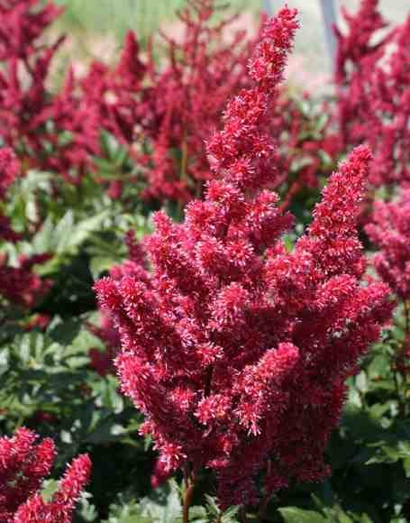 ASTILBE 'MONTGOMERY' Montgomery Astilbe