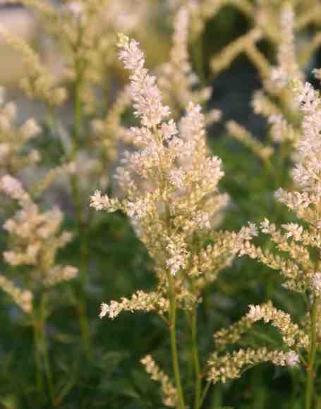 ASTILBE 'SNOW DRIFT' Snow Drift Astilbe