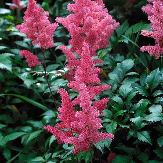  ASTILBE CHINENSIS 'PUMILA' Chinese Astilbe