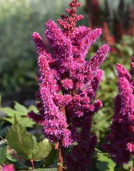 ASTILBE CHINENSIS 'VISION IN RED' Vision in Red Astilbe