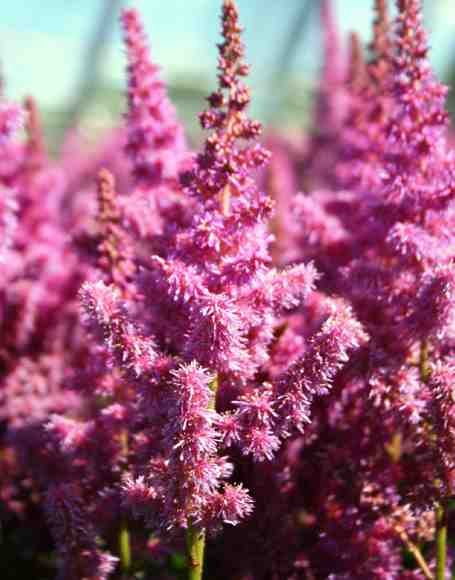 ASTILBE CHINENSIS 'VISIONS' Visions Astilbe