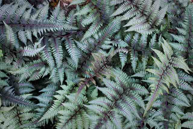  ATHYRIUM NIPONCUM 'PICTUM' Japanese Painted Fern