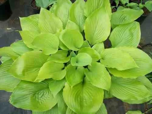 HOSTA 'SUM & SUBSTANCE'