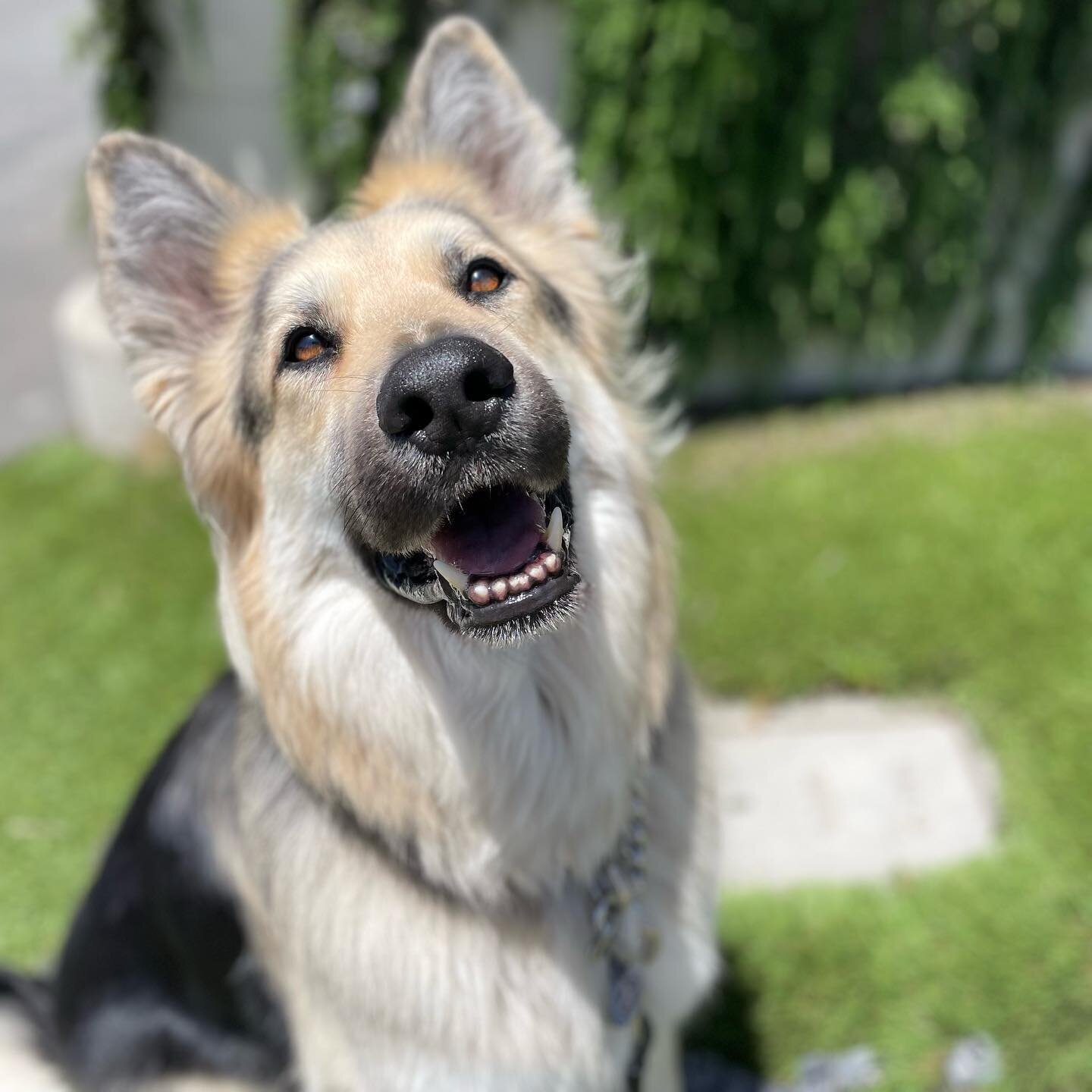 Get this guy in Cosmodoglitan 📸💁🏻&zwj;♂️