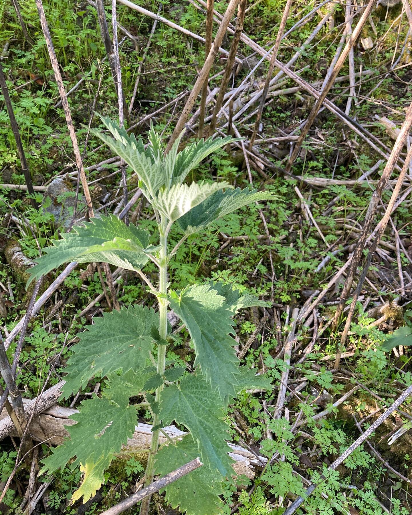 All the pricklies on the path&hellip; Nettles, thistle and wild artichoke! East bay hills are full of protective plant adaptation.