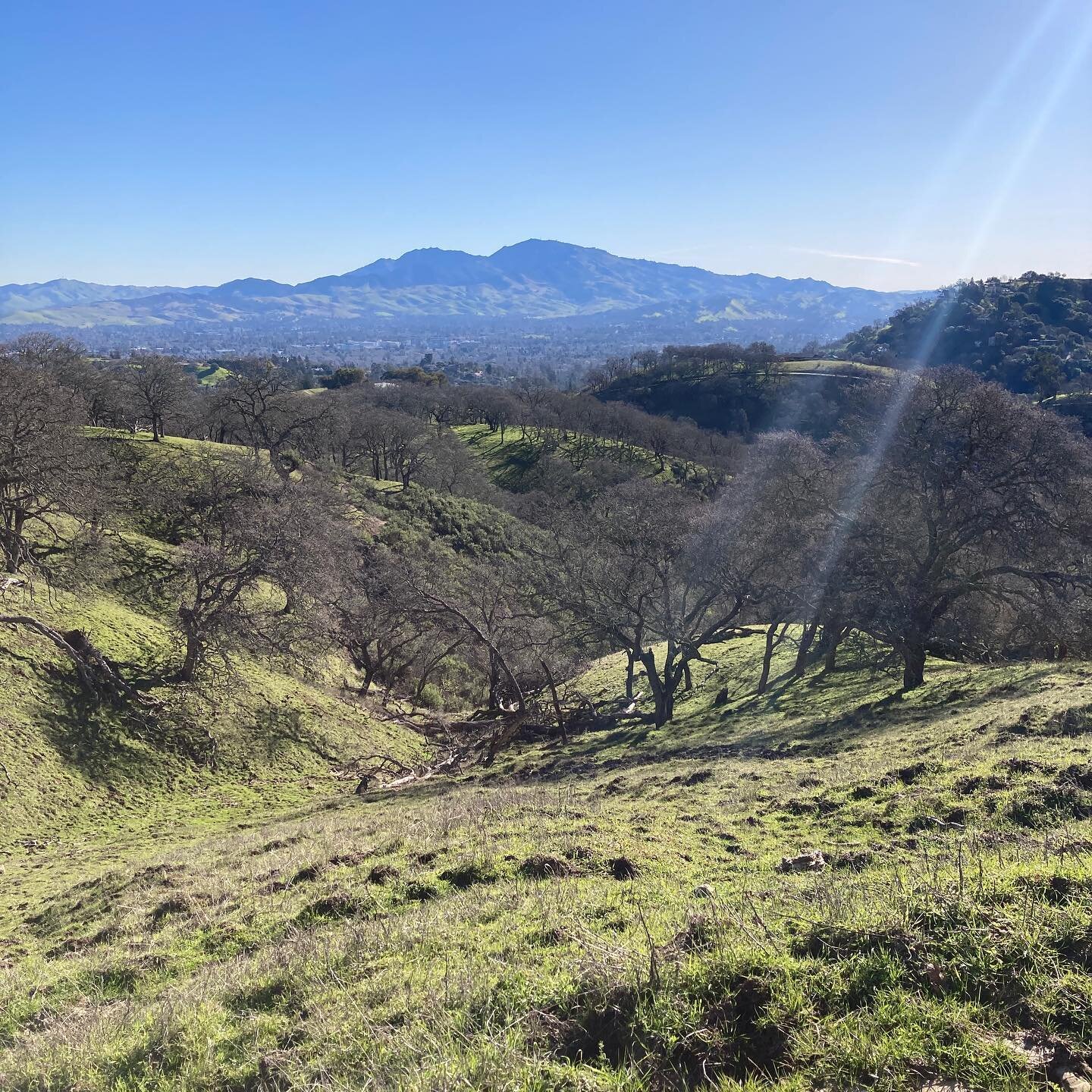 In the East Bay, there are giant oak woodland open spaces all around this sacred mountain, known as Mt. Diablo to moderns and Tuyshtak to the Ohlone. I am out on these hills on weekday mornings, the best time to see wildlife. It&rsquo;s always amazin