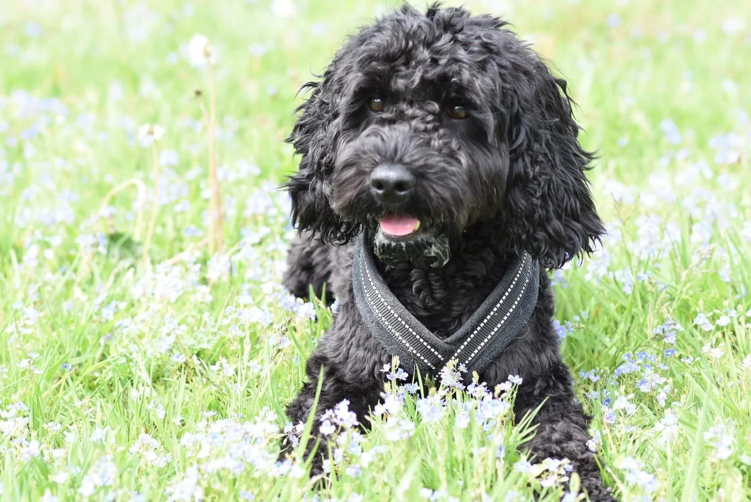 Zwarte, harige puppy met halsband zittend in een bloemenveld met groene grassprietjes en kleine blauwe bloemen.