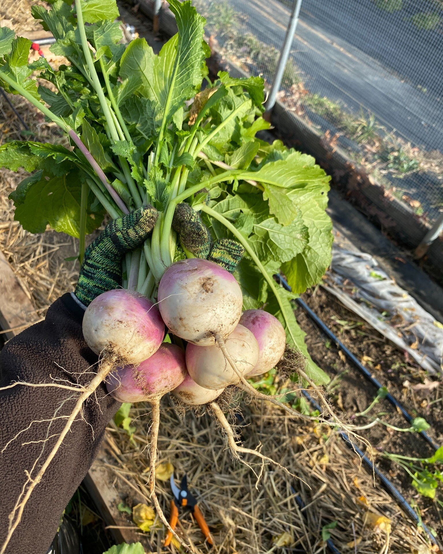 #doldc #dolgrocery #farming #wholesale #kellymillerfarm #fortstantonfarm #veggies #fruits #blackownedbusinesses #blackfarmers