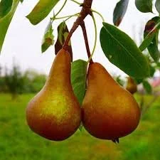 Bosc Pears: A Sweet Taste of the Season 🍐