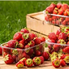 Berry Fresh: The Joy of Strawberry Season🍓