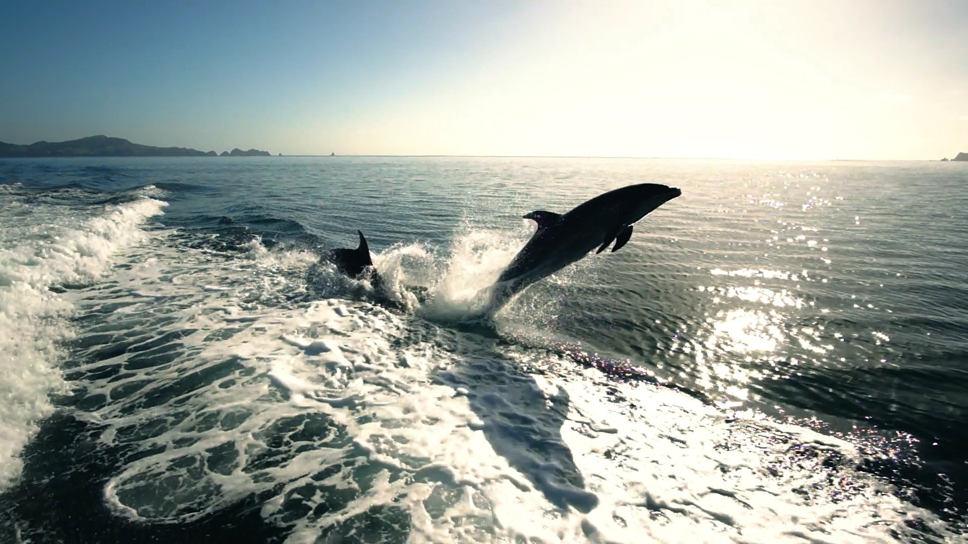 Dolphin Tour