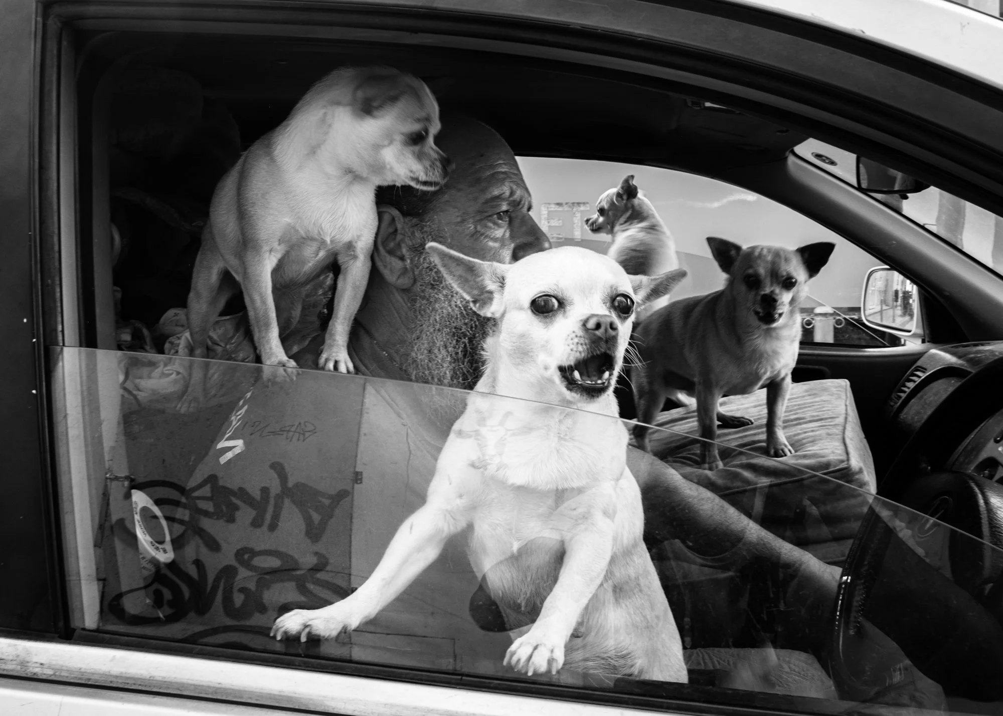 More dogs and cats