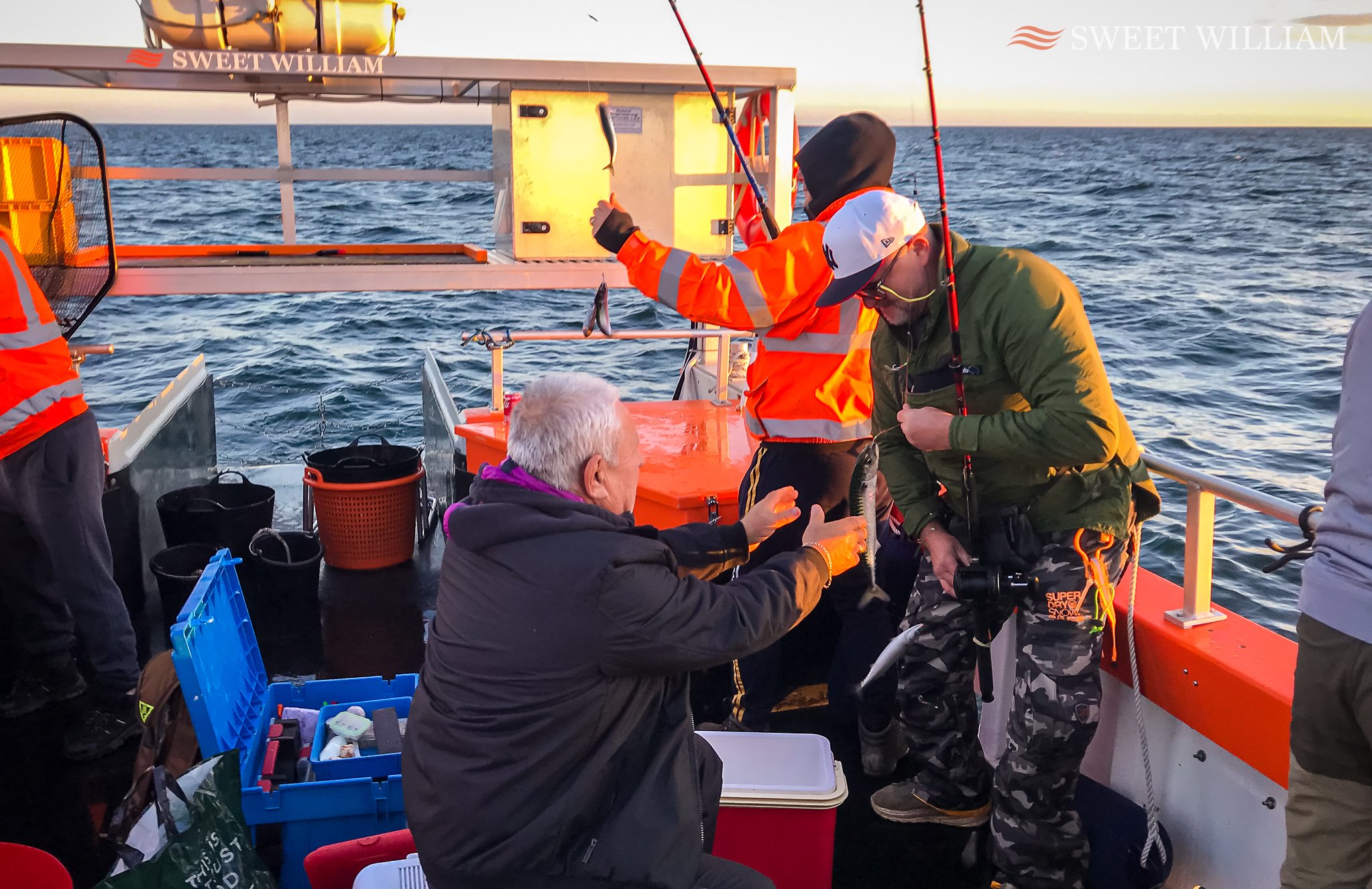 Pollack, Cod, Ling, Coalies and Mackerel aboard Sweet William on the Tyne wrecks in September.