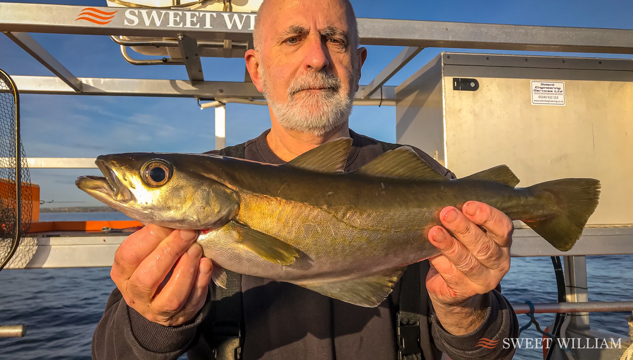 Monster Ling, Cod, Scad, Horse Mackerel, Whiting, Pouting and Mackerel off the Tyne Wrecks today aboard Sweet William.