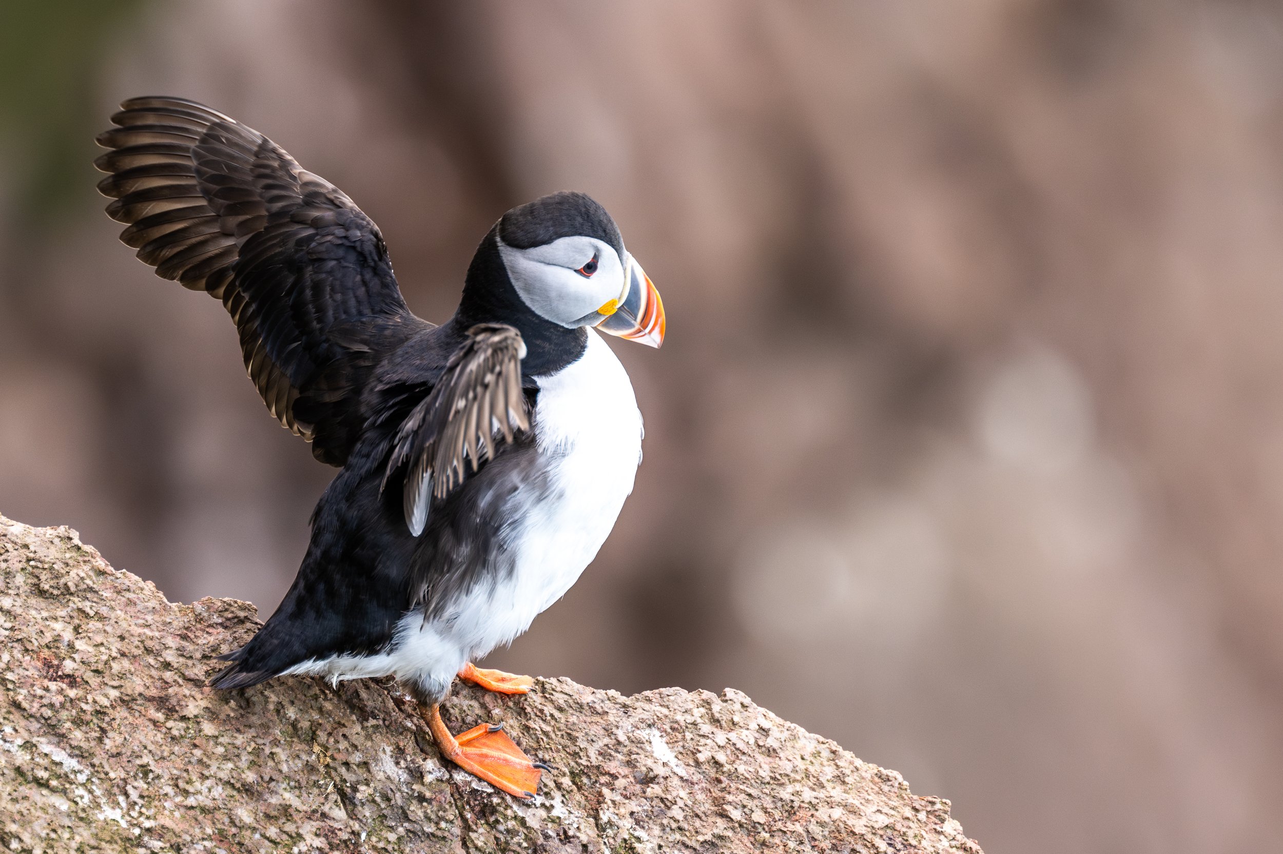 puffins-9.jpg