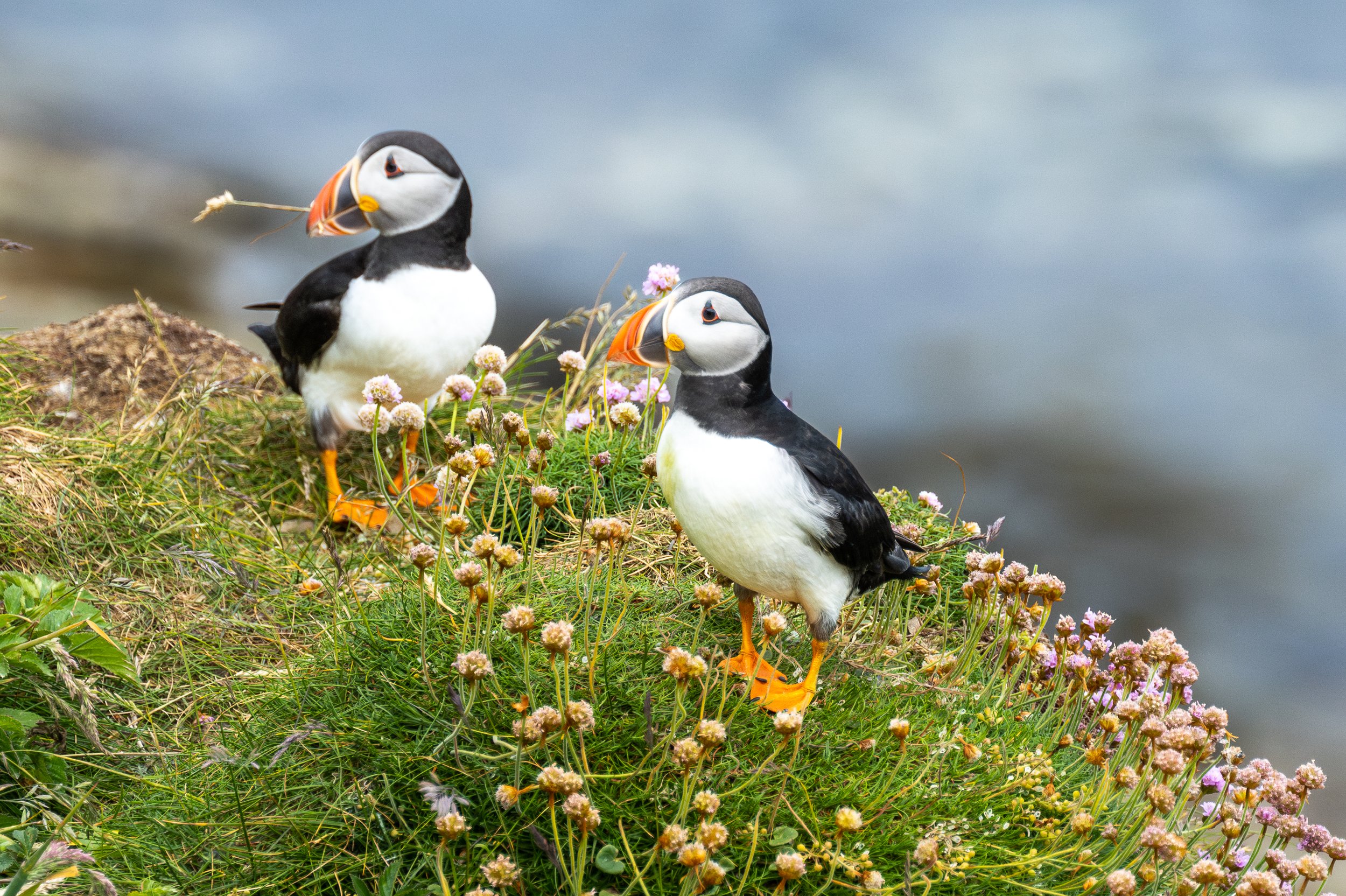 Puffins Orkney-17.jpg
