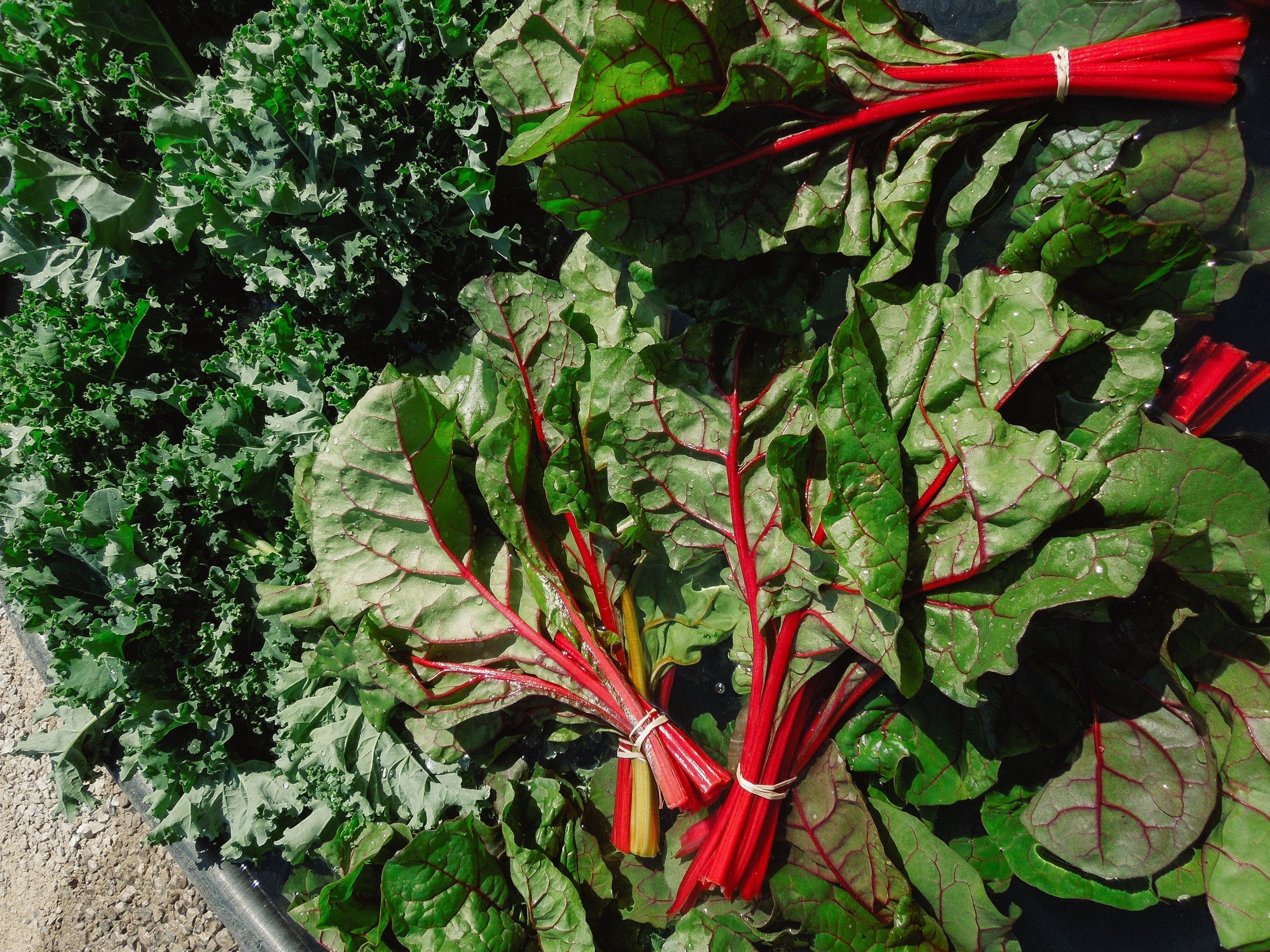 RO-may-harvest-1.jpg