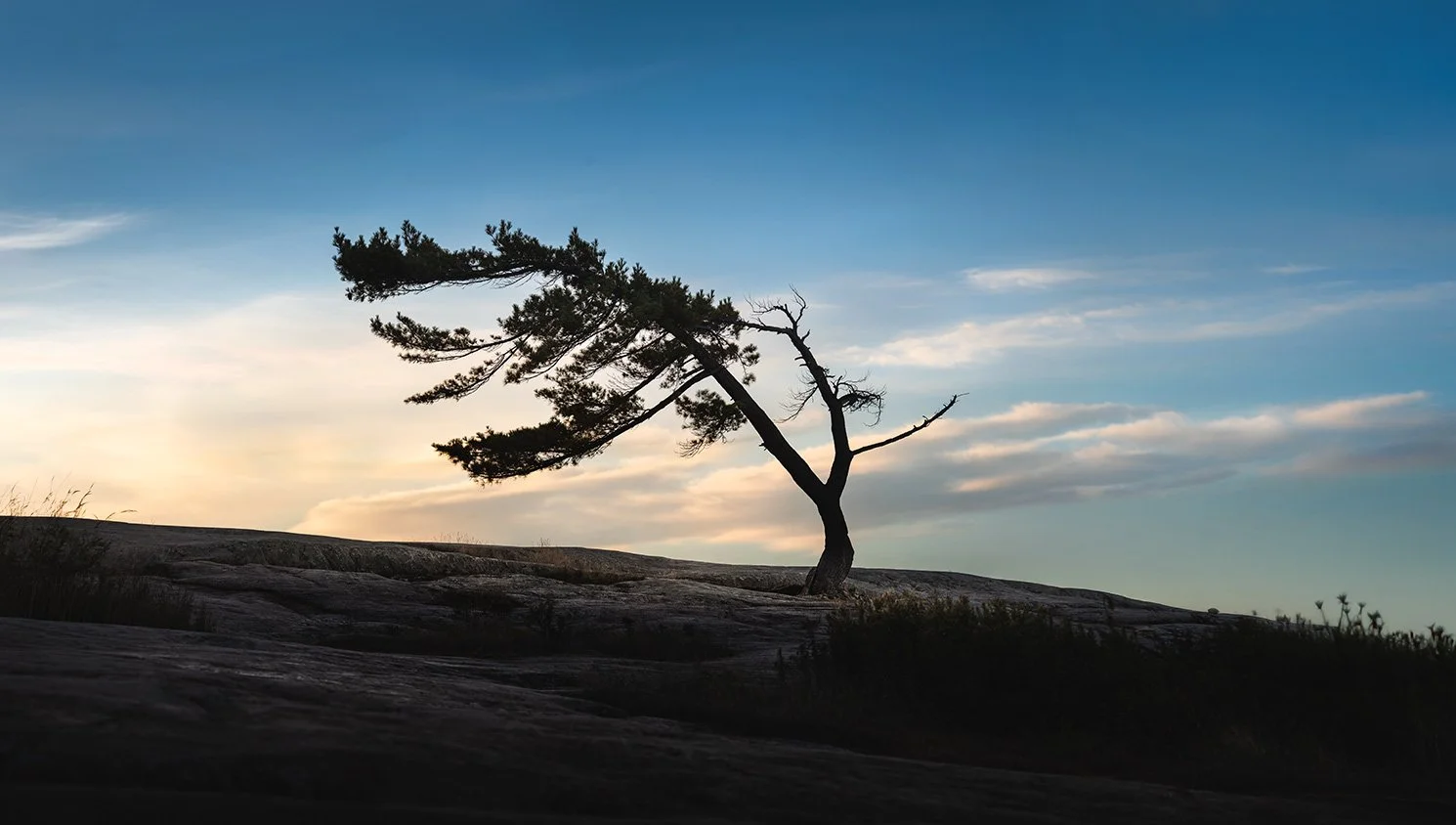 Killbear-Tree-Windswept-Pine.jpg