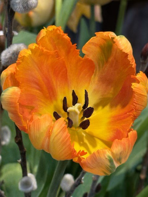 Garden Tour
