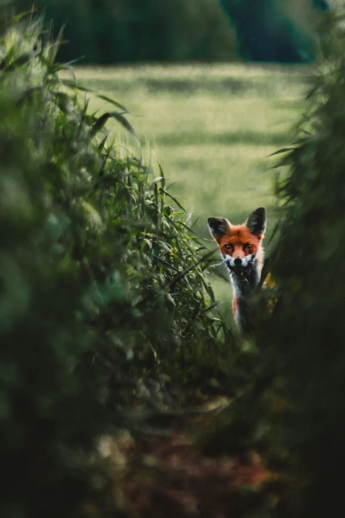 10 martin-arusalu.jpg