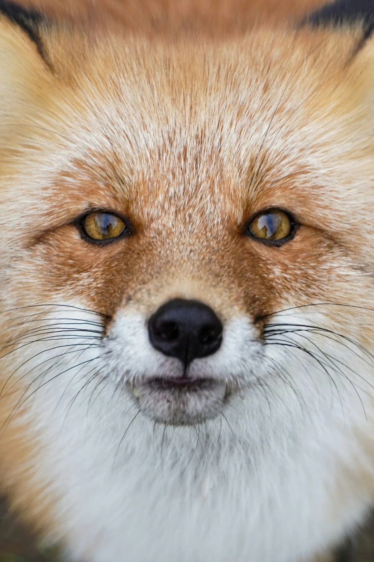 17 eduard-galitsky.jpg