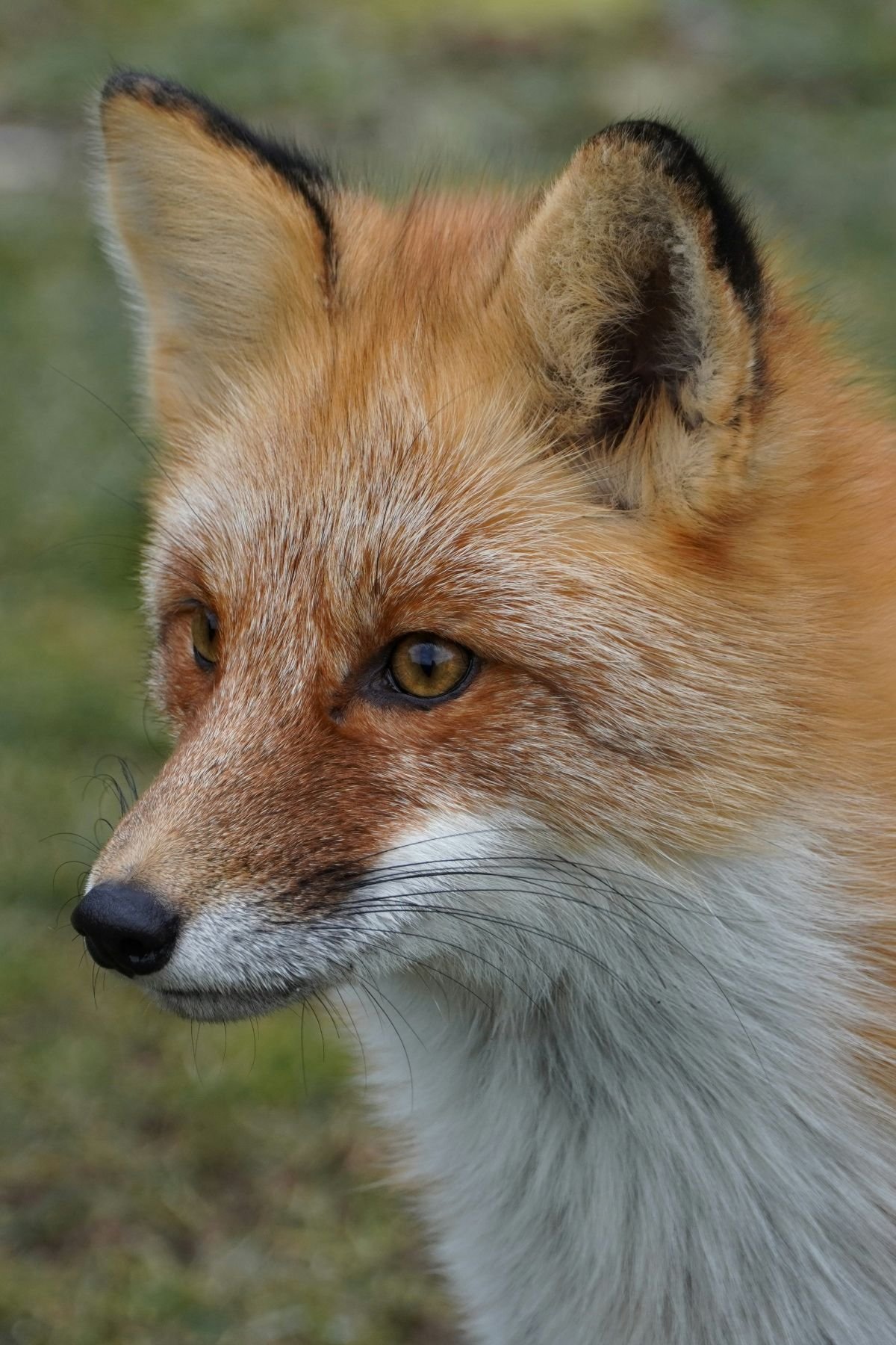 25 eduard-galitsky.jpg