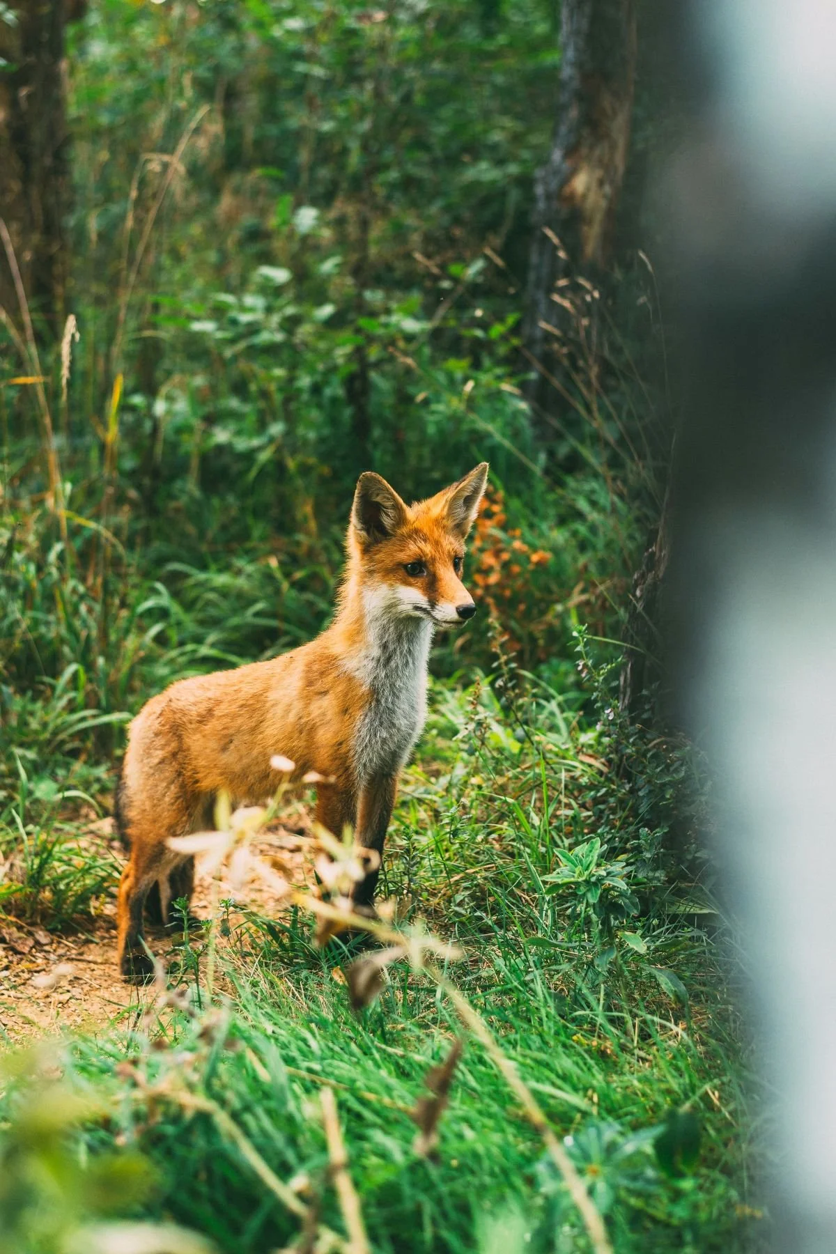 26 evgeni-evgeniev.jpg