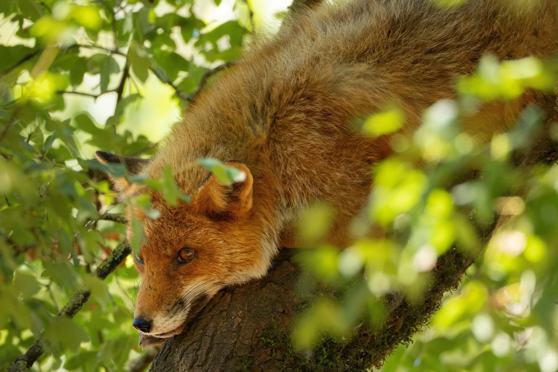 23 sebastien-bloesch.jpg