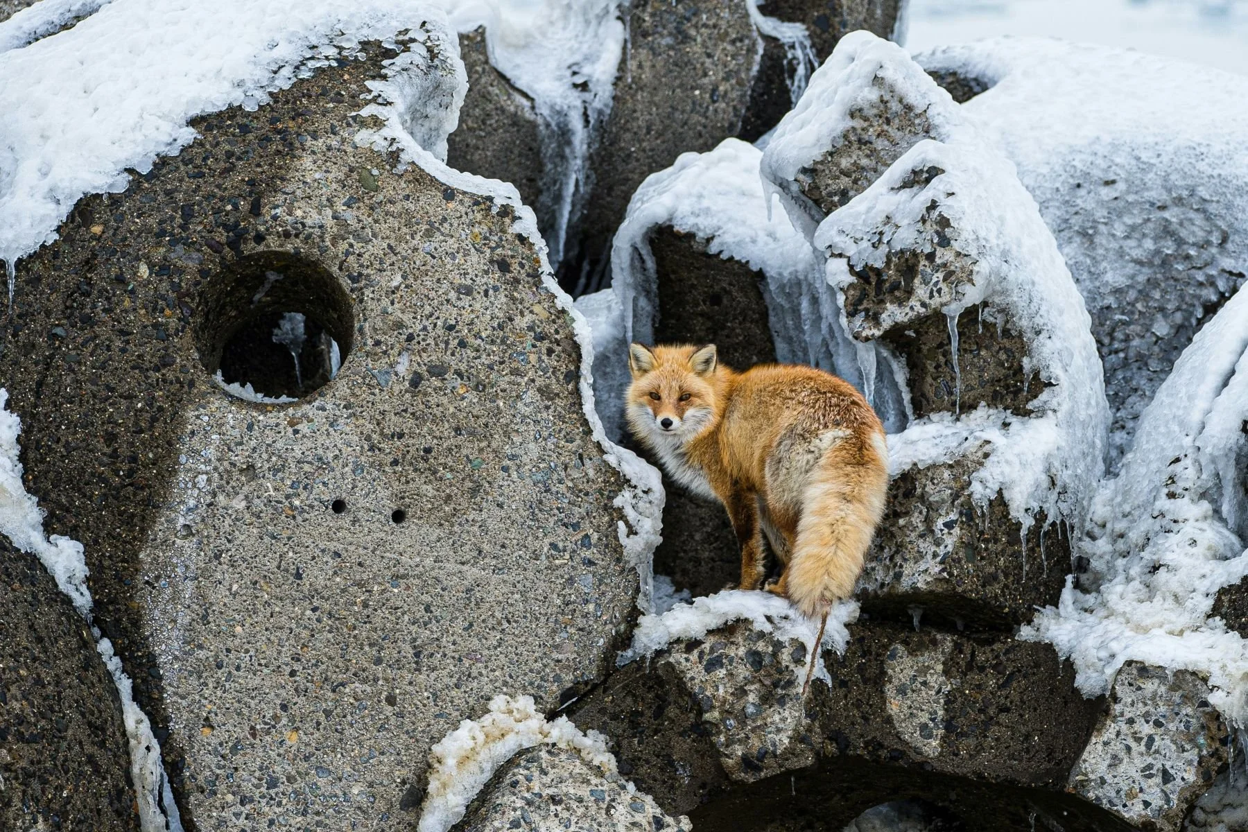 26 birger-strahl.jpg