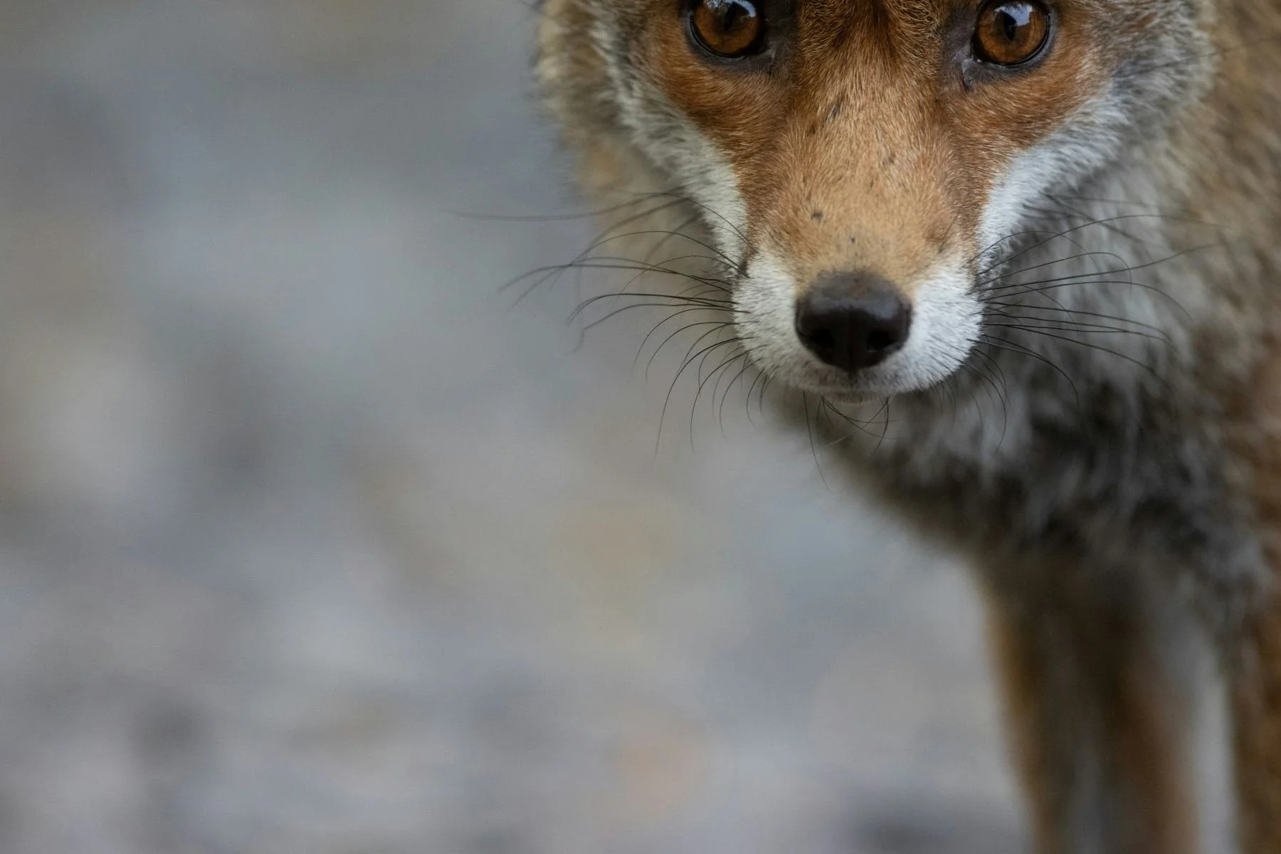 Close up picture of a fox looking directly at the camera
