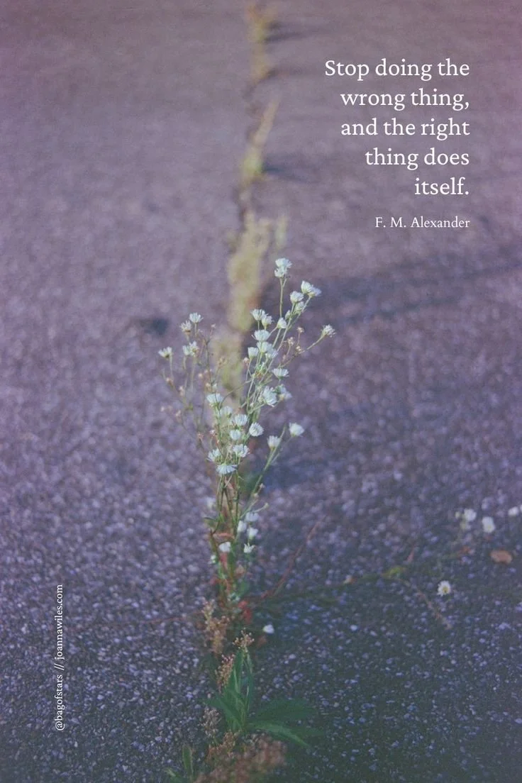 Words by F. M. Alexander.  Photo courtesy of Markus Spiske, via Unsplash. Shows flowers growing through concrete.