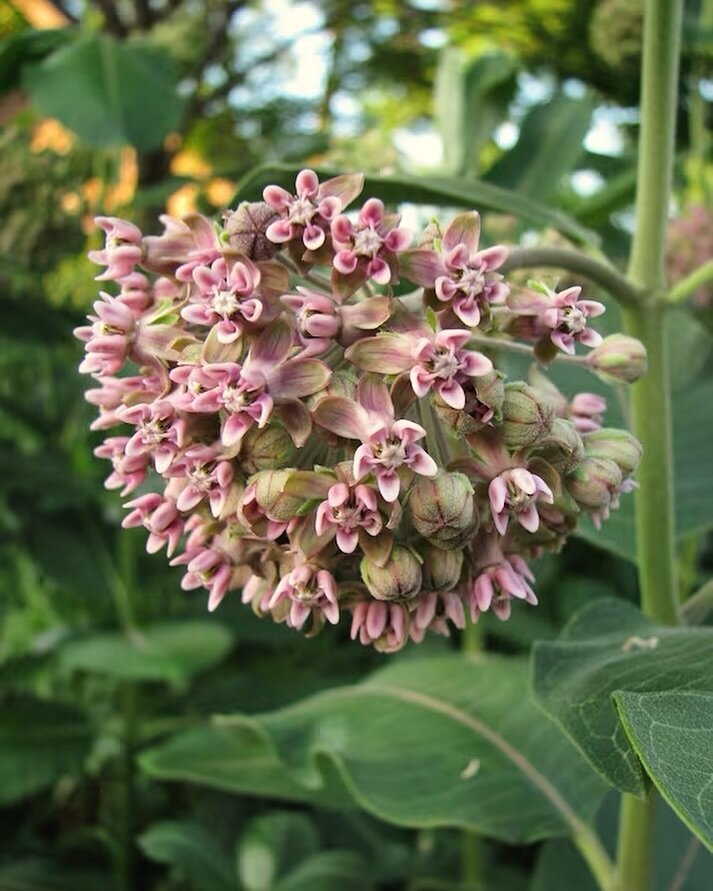 Are you worried you missed your cold season chance to plant milkweed seeds? Milkweed seeds should normally be planted in the fall or winter because they require a period of cold, wet conditions to germinate but don&rsquo;t fret, you can plant in the 