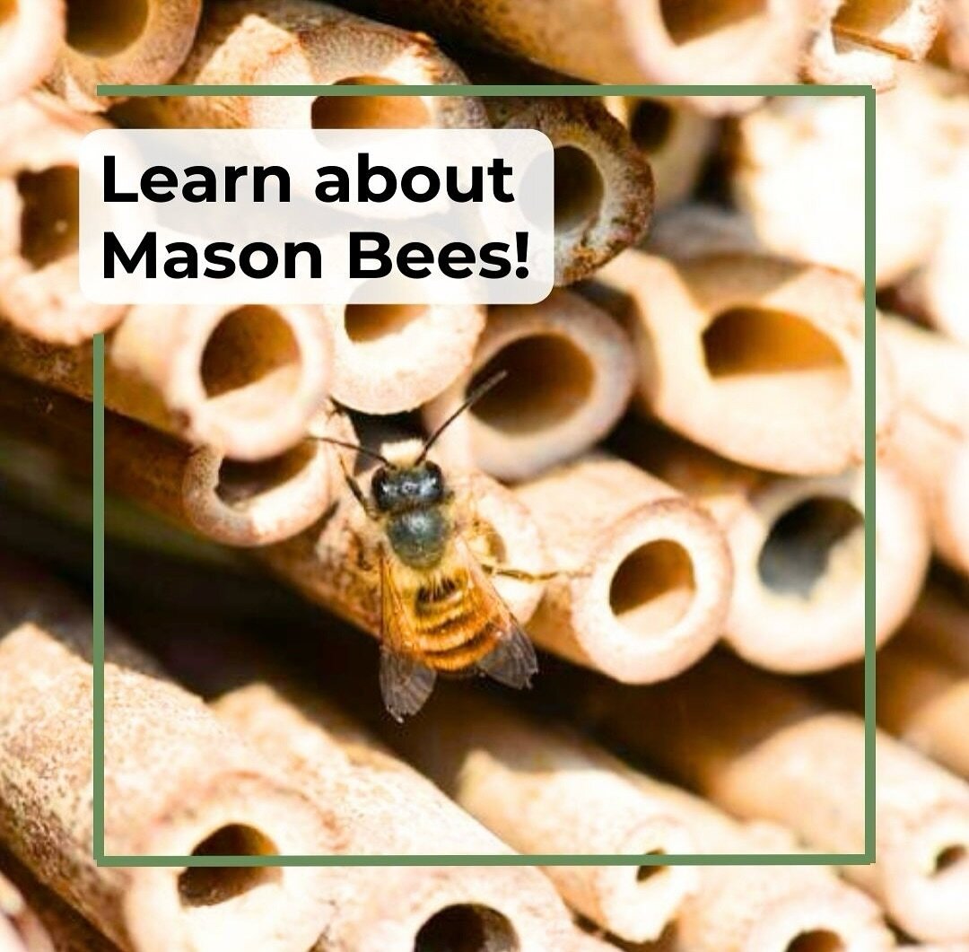 Spring is for the mason bees! Early spring is when most mason bees emerge from hibernation, when temperatures reach about 50 degrees. During the early spring months, you can try attracting mason bees to your own property by providing nesting tunnels,