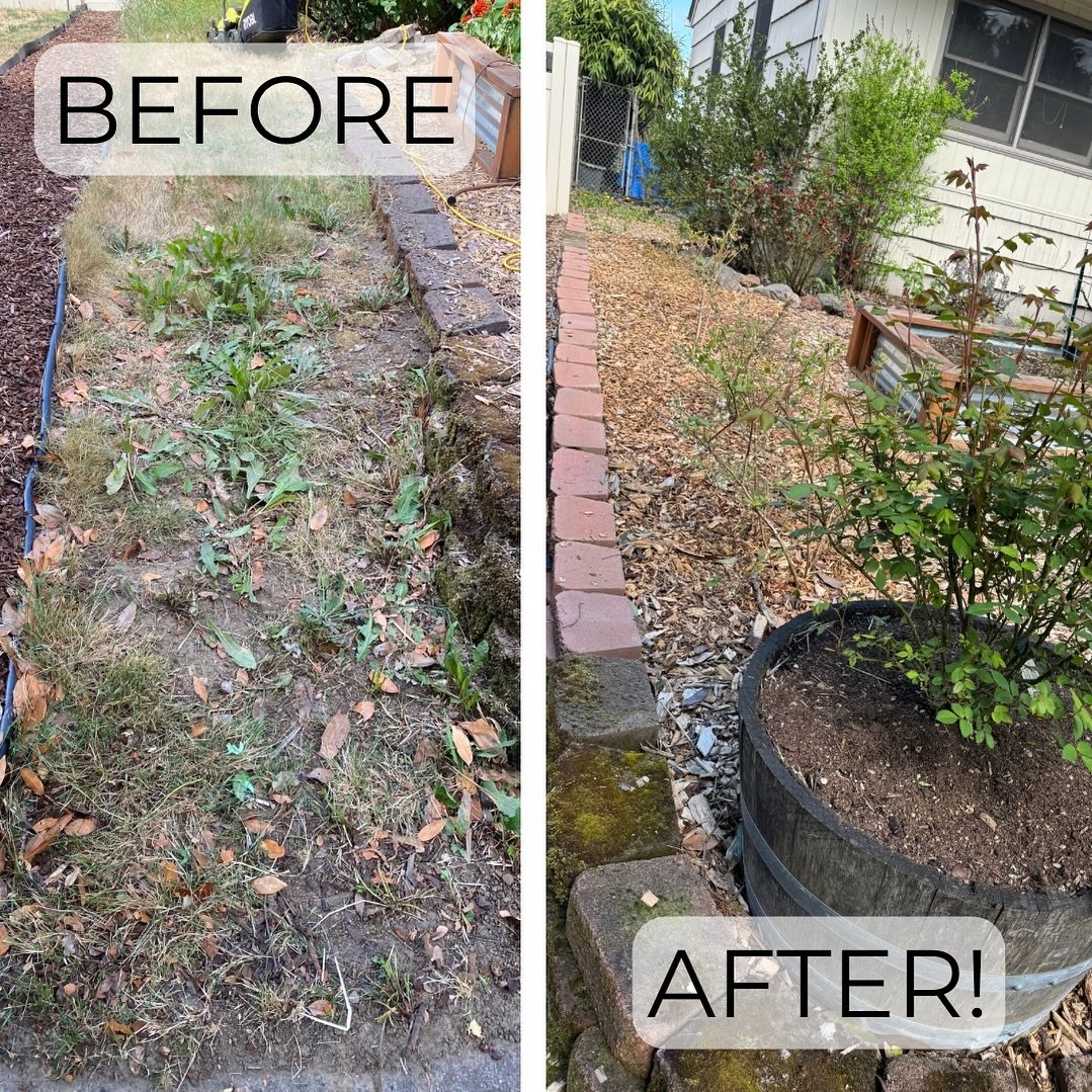 Stop wasting space! It might be hard to tell in this photo but we eliminated the weed area between these two properties by expanding the brick border and adding four blueberry bushes plus a Lady of Shallot rosebush in a wine barrel. There&rsquo;s a t