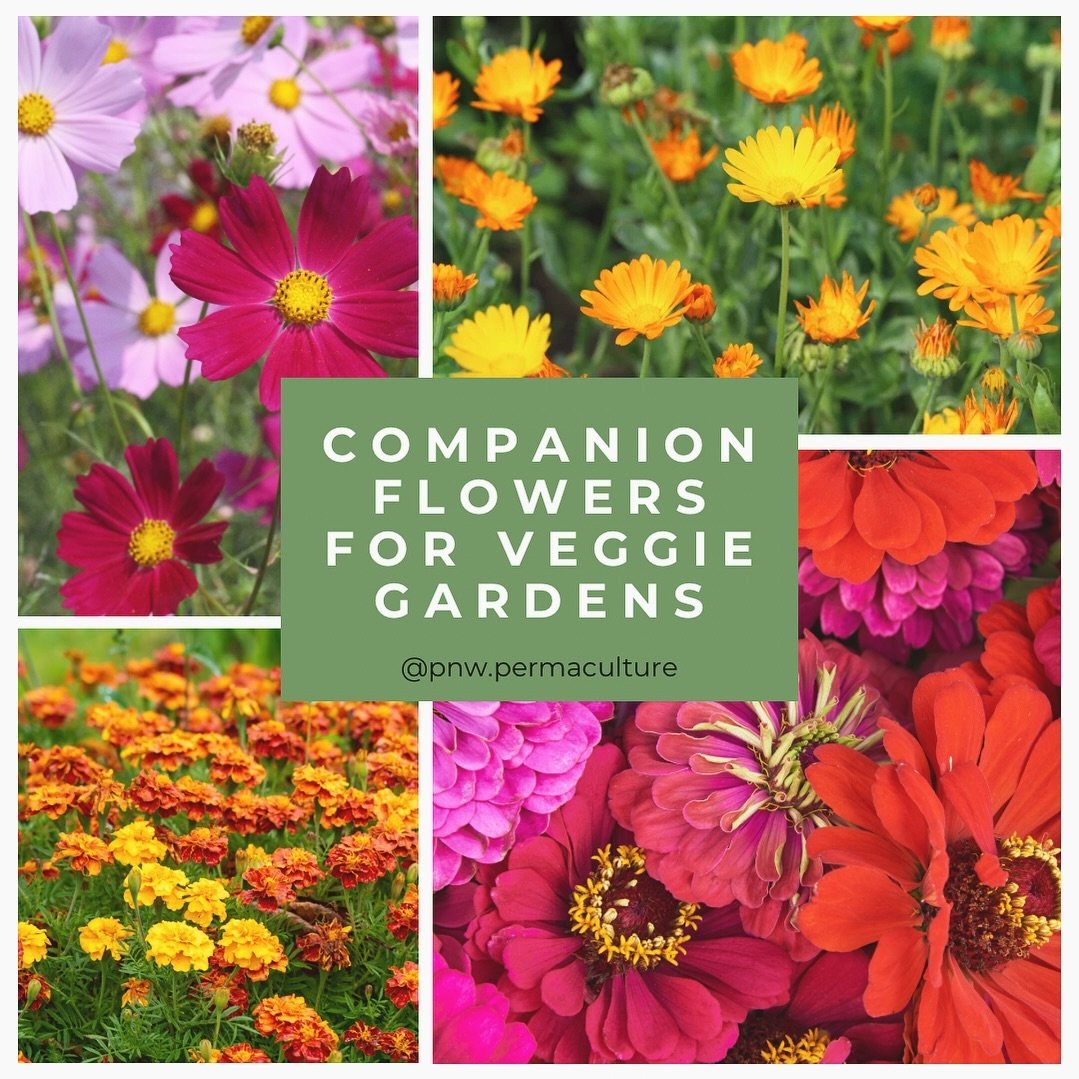 Don&rsquo;t forget the flowers! Adding flowers to your vegetable garden has a ton of long-term and short-term benefits from the beautiful blooms to soil health and pest management. The first and arguably most important reason to plant flowers in your