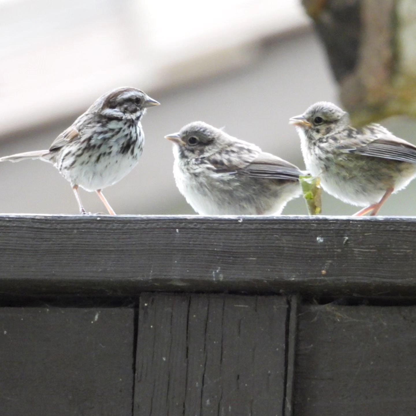 ⚜️There is no influence so powerful as that of the mother
-Sara Josepha Hale

photos from my nest (at home)
Song sparrow + her sparrowlings
*
*
*
#mothersday #birds #nest
#peaceandlove #mother #motherfigure #song #sparrow