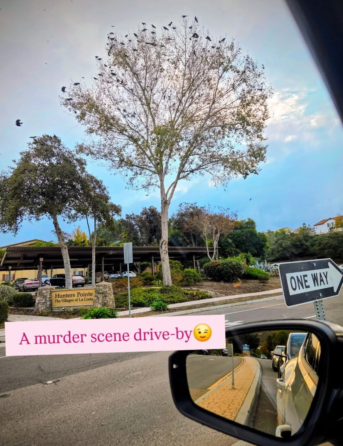 Y'all...technically speaking this is an accurate account
I did in fact drive by an active murder scene on my way to do errands
(remember me saying and recommending that I do and that you can bird at any time and any place?)

A murder of crows...a hoo