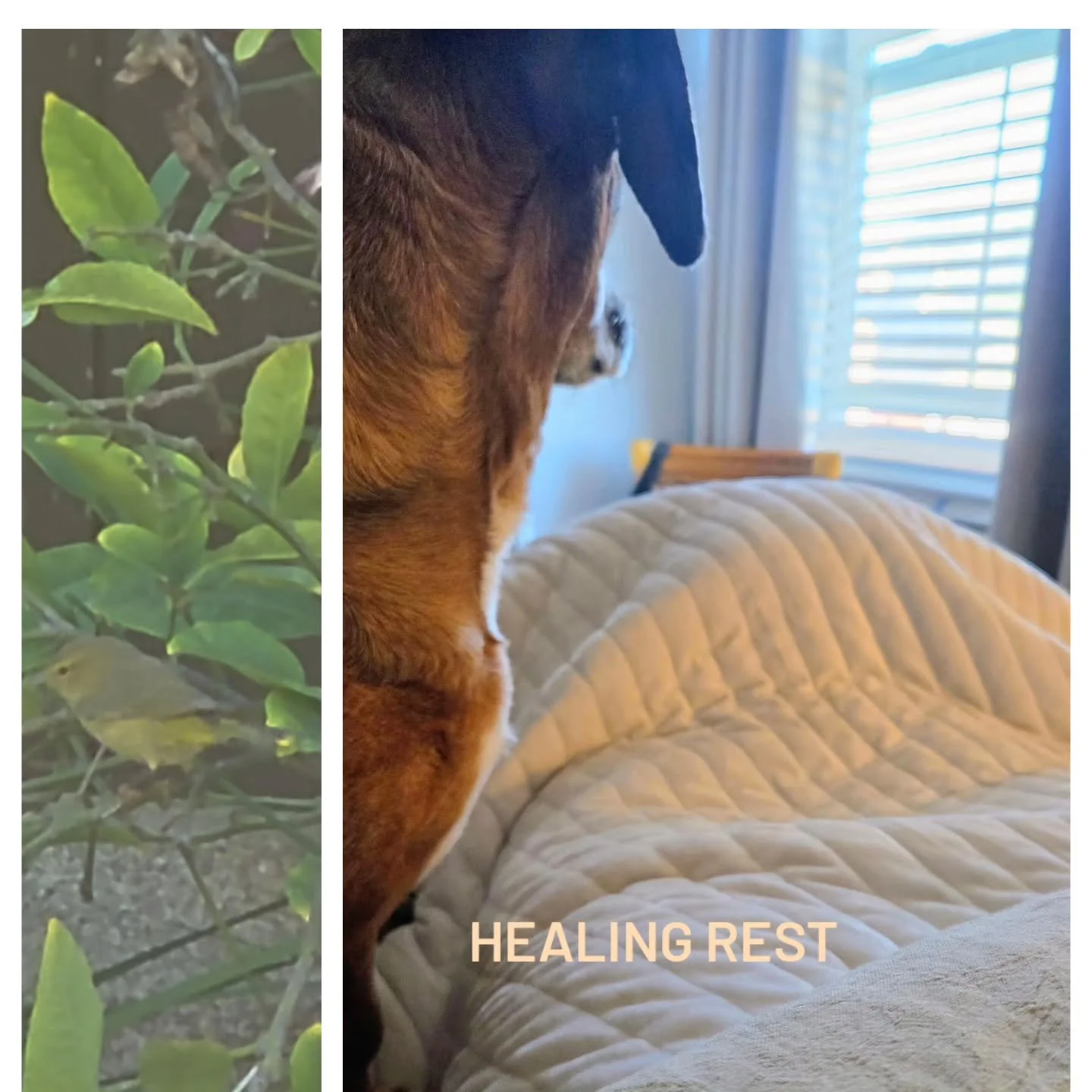 I've needed to rest a lot...in bed 

About ten days ago -I had another CSF procedure to alleviate my symptoms which meant lying flat most of every day

Today I drove again and did some errands...even held up traffic marveling at an owl perched on a w